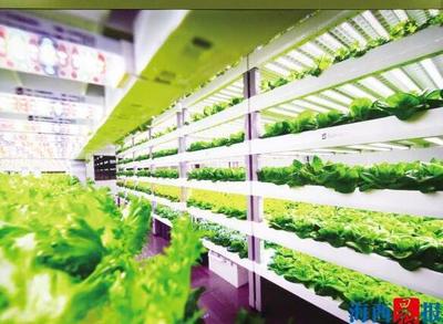 廈門首富“跨界”種菜 開了一家“植物工廠”